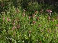 Anacamptis papilionacea